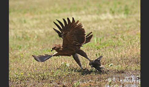 Schreiadler (Aquila pomarina)