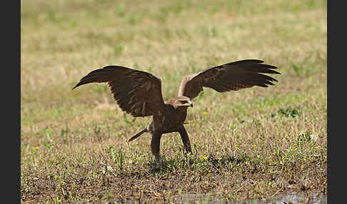 Schreiadler (Aquila pomarina)