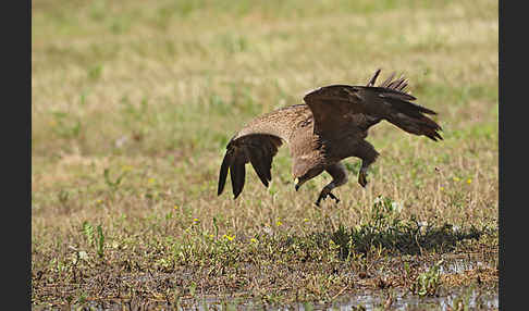 Schreiadler (Aquila pomarina)