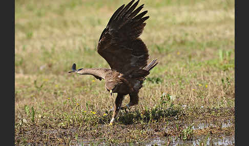 Schreiadler (Aquila pomarina)