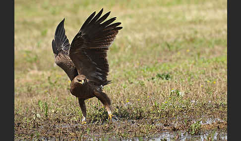 Schreiadler (Aquila pomarina)