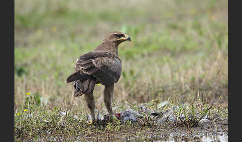 Schreiadler (Aquila pomarina)