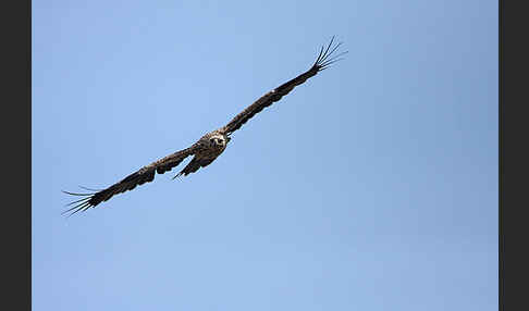 Kaiseradler (Aquila heliaca)