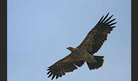 Kaiseradler (Aquila heliaca)