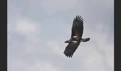 Kaiseradler (Aquila heliaca)