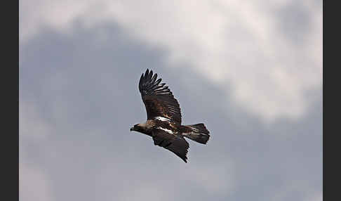 Kaiseradler (Aquila heliaca)