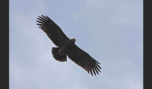 Schreiadler (Aquila pomarina)