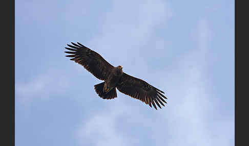 Schreiadler (Aquila pomarina)