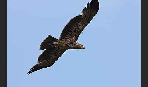 Kaiseradler (Aquila heliaca)