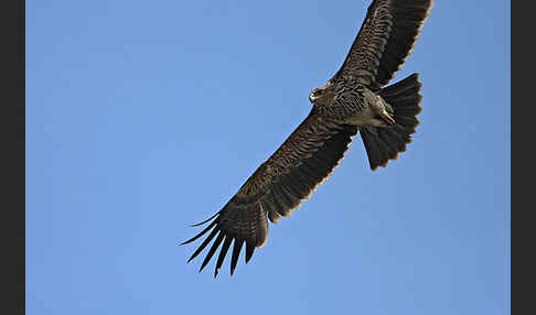 Kaiseradler (Aquila heliaca)