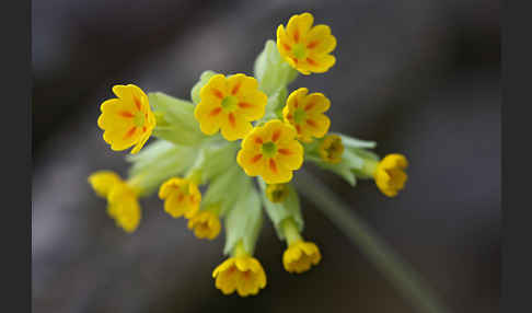 Wiesen-Schlüsselblume (Primula veris)