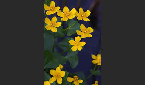 Sumpf-Dotterblume (Caltha palustris)