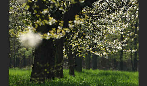 Streuobstwiese (meadow orchard)