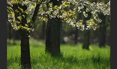 Streuobstwiese (meadow orchard)