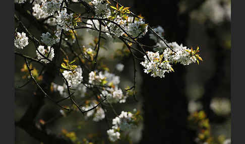 Streuobstwiese (meadow orchard)