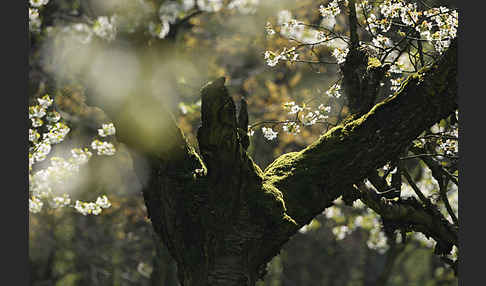 Streuobstwiese (meadow orchard)