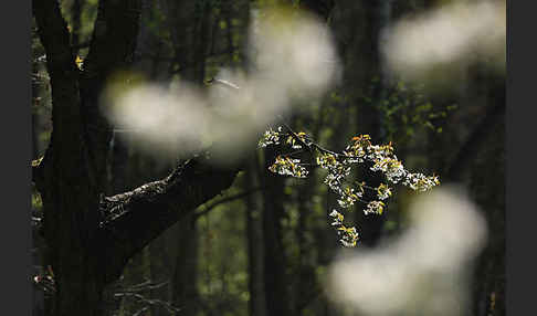 Streuobstwiese (meadow orchard)