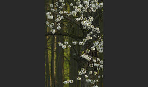 Streuobstwiese (meadow orchard)