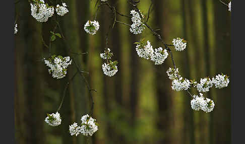 Streuobstwiese (meadow orchard)