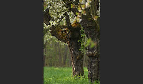 Streuobstwiese (meadow orchard)