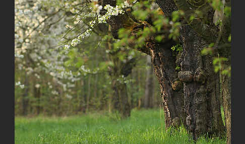 Streuobstwiese (meadow orchard)