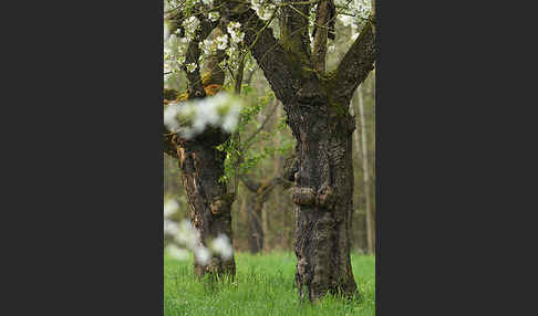 Streuobstwiese (meadow orchard)