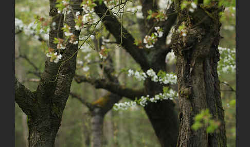 Streuobstwiese (meadow orchard)