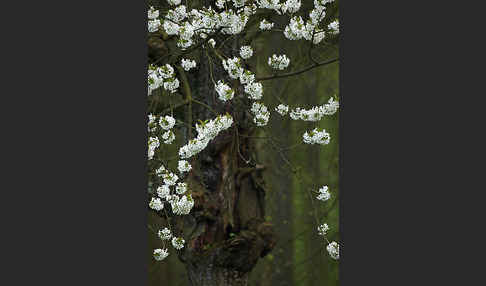 Streuobstwiese (meadow orchard)