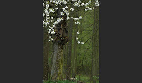 Streuobstwiese (meadow orchard)