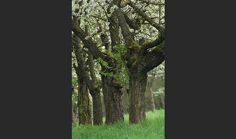 Streuobstwiese (meadow orchard)