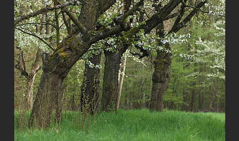 Streuobstwiese (meadow orchard)