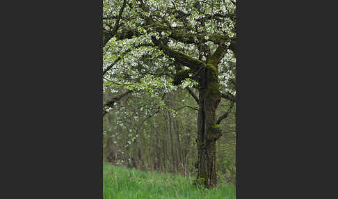 Streuobstwiese (meadow orchard)