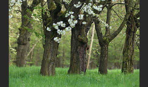 Streuobstwiese (meadow orchard)