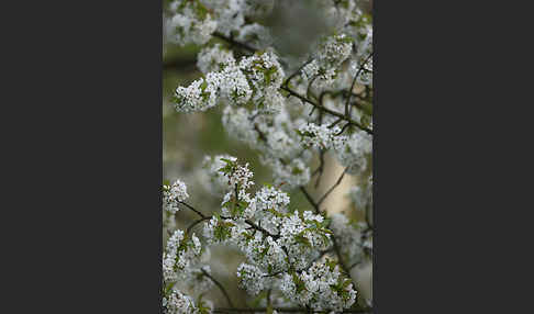 Streuobstwiese (meadow orchard)