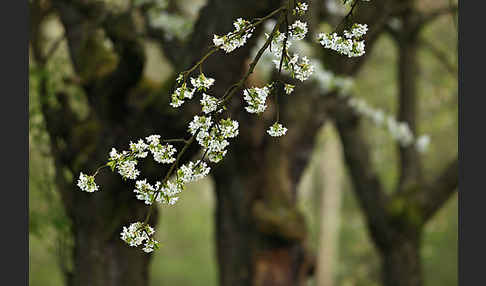 Streuobstwiese (meadow orchard)