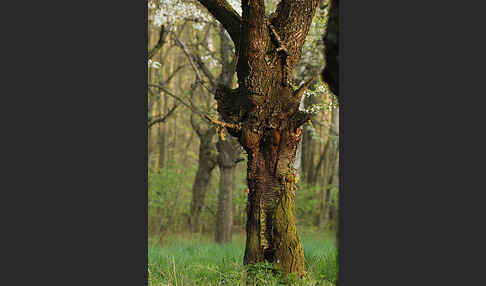 Streuobstwiese (meadow orchard)