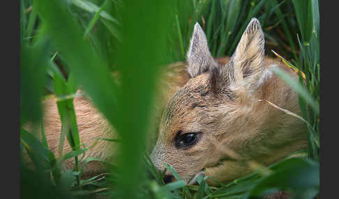 Rehwild (Capreolus capreolus)