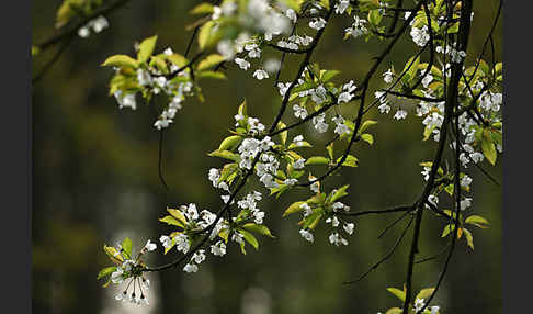 Streuobstwiese (meadow orchard)