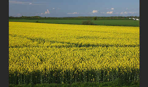 Landwirtschaft (agriculture)