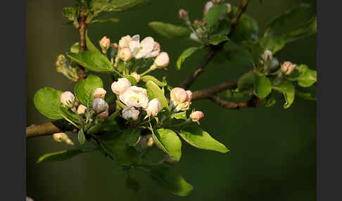 Kultur-Apfel (Malus domestica)