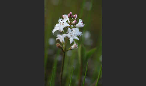 Fieberklee (Menyanthes trifoliata)