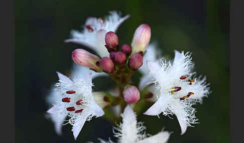 Fieberklee (Menyanthes trifoliata)