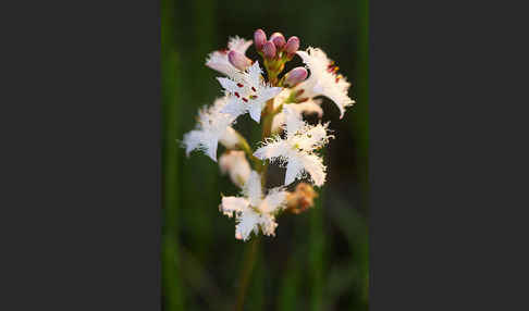 Fieberklee (Menyanthes trifoliata)