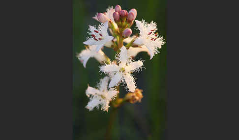 Fieberklee (Menyanthes trifoliata)