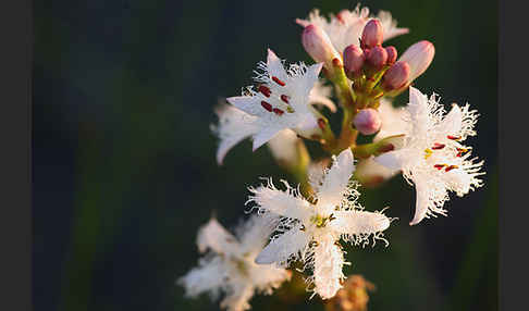 Fieberklee (Menyanthes trifoliata)