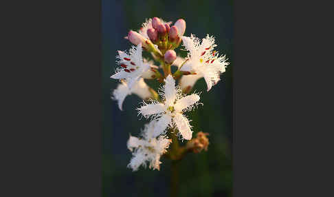 Fieberklee (Menyanthes trifoliata)