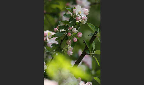 Kultur-Apfel (Malus domestica)