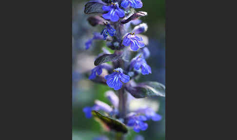 Kriechender Günsel (Ajuga reptans)