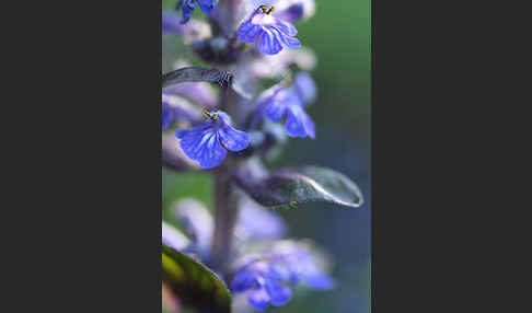 Kriechender Günsel (Ajuga reptans)