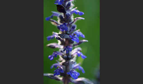 Kriechender Günsel (Ajuga reptans)